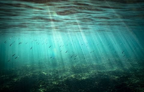 Quels effets ont les fortes variations de température des eaux de surface ?