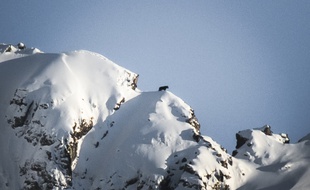 L'ours surpris en haut d'une montagne des Hautes-Pyrénées, le 4 avril 2020.