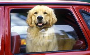 Un chien dans une voiture.