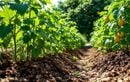Ce paillage naturel booste vos récoltes d’été et limite l’arrosage jusqu’à l’automne au potager et au verger