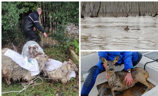 Depuis le début de l'épisode de crue en Gironde, les gendarmes ont sorti de l'eau des moutons et un chevreuil.