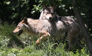 Deux loups gris communs (illustration).