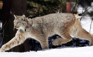 Un lynx du Canada. Illustration.