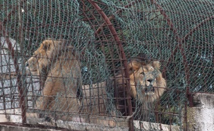 Trois lions ont été sauvés d'un zoo privé situé en Albanie, dimanche 28 octobre.