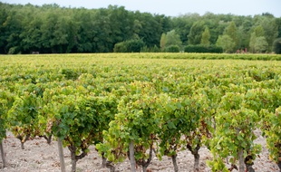Illustration de vignes dans le Bordelais - Photo : Sebastien Ortola