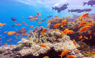 <Shark & Yolanda Reef en Égypte - Mer Rouge