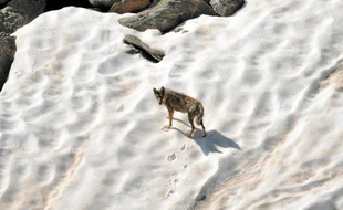 Après avoir disparu du territoire français dans les années 30, le loup est réapparu dans le Mercantour en 1992.