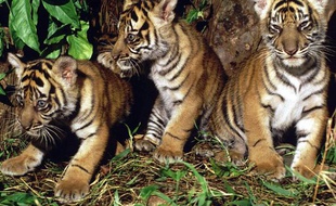 Trois petits tigres de Sumatra, en Indonésie.