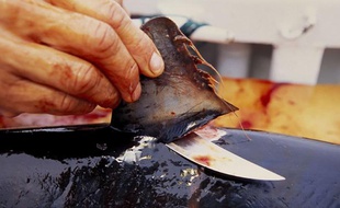 Découpe d'ailerons de requins au Mexique.