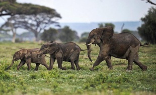 Le Kenya va durcir les sanctions contre les braconniers et les trafiquants d'ivoire pour tenter de "sauver" les éléphants, a annoncé le gouvernement samedi.