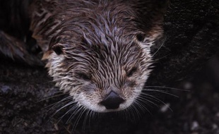 Plusieurs populations de mammifères et d'oiseaux européens qui frisaient l'extinction ont connu un net regain démographique au cours des cinquante dernières années grâce aux efforts déployés pour les préserver, indique un rapport publié jeudi.