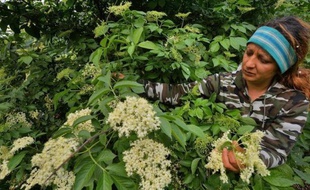 De mai à juin, la Roumanie se couvre de fleurs blanches de sureau. Utilisées pour une boisson locale très prisée, la socata, elles entrent aussi dans la composition de sodas vendus en Grande-Bretagne ou au Japon, un stimulant bienvenu pour l'économie rurale.