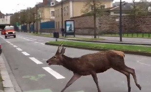 Image du cerf ici sur le boulevard de la Tour d'Auvergne à Rennes.