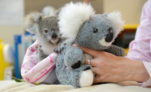 Un koala australien se console d'avoir perdu sa mère avec une peluche à l'effigie du marsupial.