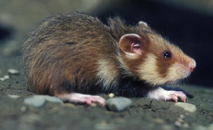 Un grand hamster d'Alsace sortant de son terrier près de Blaesheim dans le Bas-Rhin.
