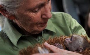 La Chine exploite les richesses de l'Afrique comme les colonisateurs européens, avec des conséquences dramatiques pour l'environnement et les derniers espaces sauvages, dénonce la primatologue Jane Goodall, qui voit "un début de prise de conscience" dans certaines mesures récentes prises par Pékin.