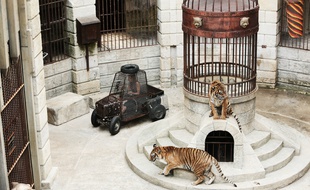L'épreuve du safari de « Fort Boyard »