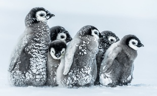 Des bébés manchots en Antarctique.