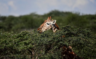 Le 18e sommet de la Cites, la Convention internationale sur les espèces de faune et de flore sauvages, se tient jusqu'au 28 août à Genève, et pourrait acter de nouvelles mesures de protection pour les girafes.