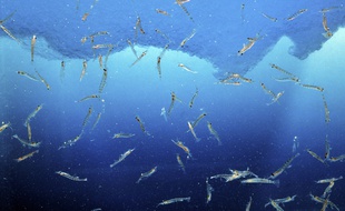 Les krills, de minuscules crustacés qui forment le pilier de l'écosystème en Antarctique.