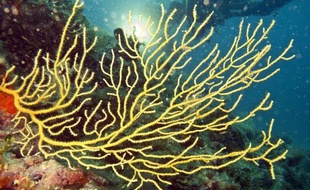 A trente mètres de profondeur au large des plages du Prado à Marseille, l'immersion de 30.000 m3 de récif artificiel, le plus grand d'Europe, à l'été 2008, a engendré depuis une hausse de 30% de la biodiversité locale.
