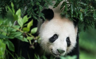 Quatre mois après avoir été inséminée artificiellement, Tian Tian, la femelle panda du zoo d'Edimbourg, pourrait être enceinte, ont fait savoir vendredi ses gardiens qui ont constaté qu'elle avait perdu son appétit, qu'elle était de mauvaise humeur et de plus en plus casanière