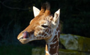 La girafe Oya.