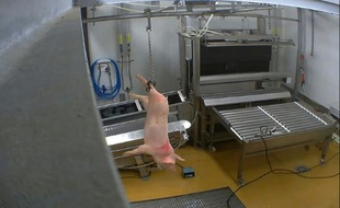 Animaux: nouvelle vidéo choquante dans un abattoir