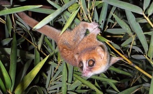 Des biologistes allemands ont identifié dans les forêts de Madagascar deux nouvelles espèces de lémuriens du genre Microcèbe, qui regroupe les plus petites espèces de primates du monde et aussi parmi les plus menacées.