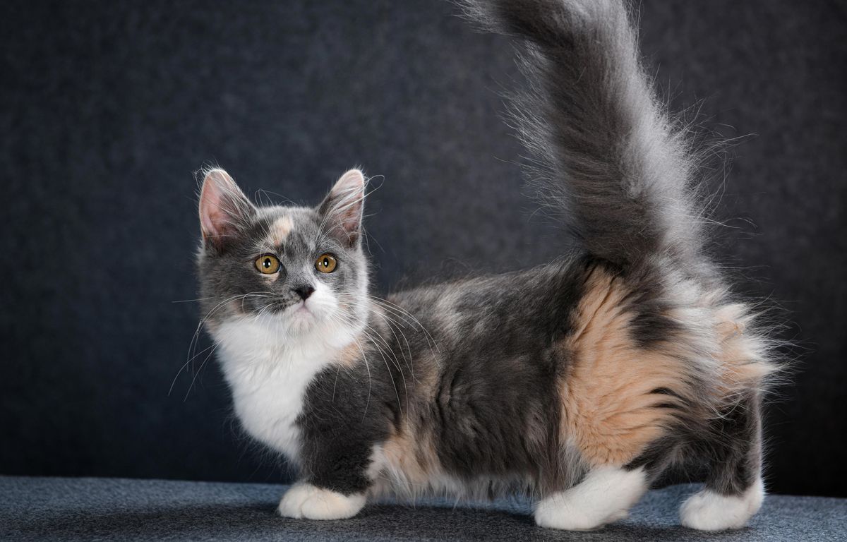 Chat insolite Le munchkin