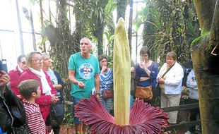 La floraison de l'amorphophallus titanum devrait durer 72 heures