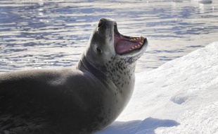 Un léopard de mer sur la glace (image d'illustration).