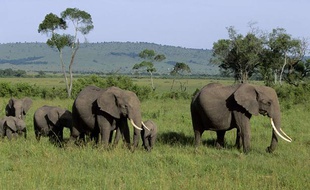 Eléphants dans le Masai Mara, au Kenya.