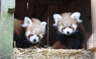 Les deux pandas roux du zoo de Pessac vont avoir trois mois dans quelques jours.