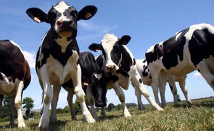 Quel est le meilleur modèle pour l'agriculture française? Le combat acharné des habitants d'un village picard proche d'Abbeville (Somme) contre le projet de ferme laitière géante dite "des 1.000 vaches", cristallise les enjeux de ce débat.