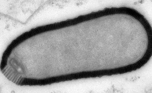 Illustration d'un virus géant