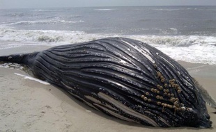 Une baleine échouée sur une plage de Long Island, aux Etats-Unis, le 10 juin 2010.