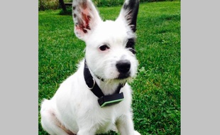 Le collier connecté pour chien, de Weenect et SFR