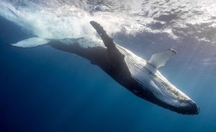 La baleine à bosse est menacée de disparition dans l'Atlantique nord.