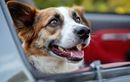 Transporter son chien sans sécurité en voiture : un danger caché pour sa vie et votre portefeuille