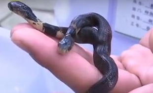 Un cobra à deux têtes est né en Chine, en juillet 2015.