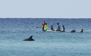 Des touristes évoluent aux côtés des dauphins en Floride (image d'illustration).