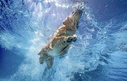 Les chiens bretons n’auront finalement pas droit à un bain au centre aquati…