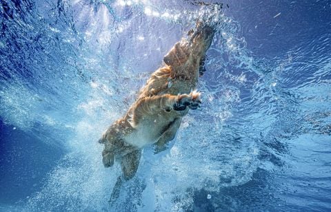 Les chiens bretons n’auront finalement pas droit à un bain au centre aquatique