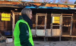 Les autorités ont commencé jeudi à démanteler le plus grand complexe d'abattage de chiens de Corée du Sud