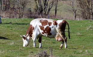 Une vache dans un pré (illustration).