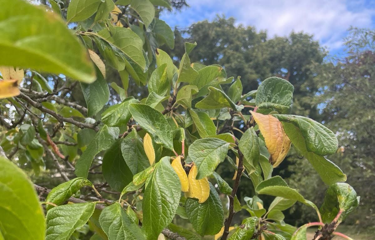 Chaleur, sécheresse... Quels sont les indices qui montrent que votre jardin est (trop) fatigué ?