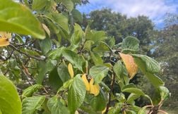 Quels signes montrent que votre jardin est fatigué après les chaleurs ?