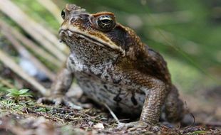 Un crapaud-buffle australien.