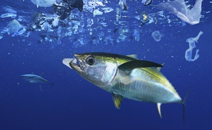 Du plastique en mer, ici en Corse (photo d'illustration).